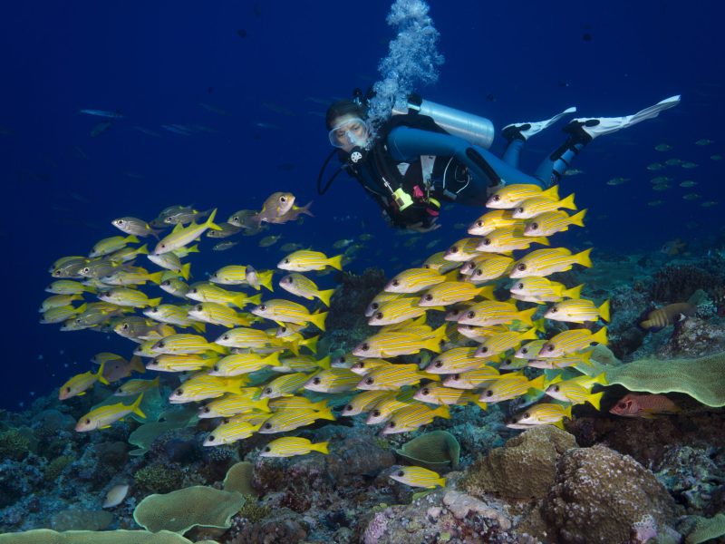 Oceania, Palau, Diver watching schoal of bluestripe snappers