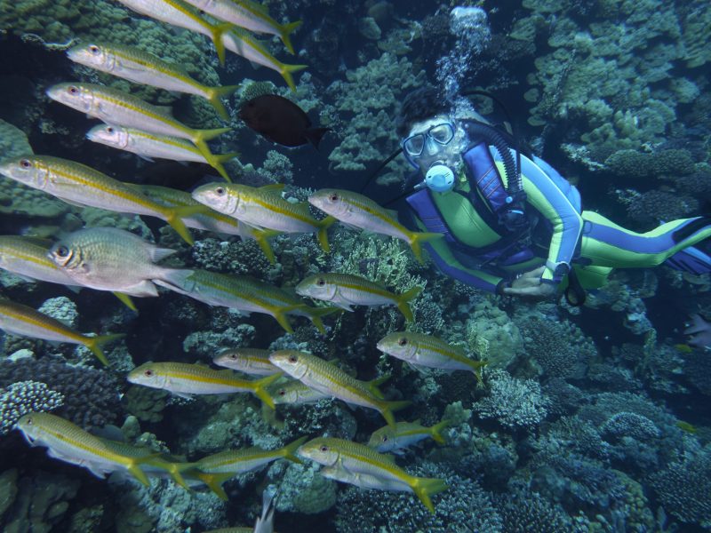 A person wearing a scuba suit and fins discovering underwater life in a clear, blue ocean