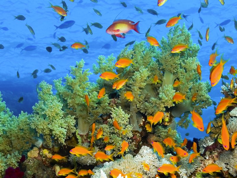 Underwater Landscape, Reef Building Corals, Coral Reef, Red Sea, Egypt, Africa